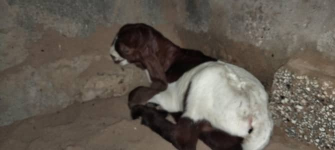 makka chena female with 3 days old breeder kid