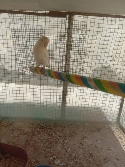 Confirmed Breeder Albino Red Eye Female Lovebird With Cage