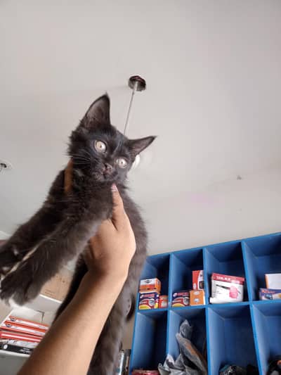 black Persia cat male