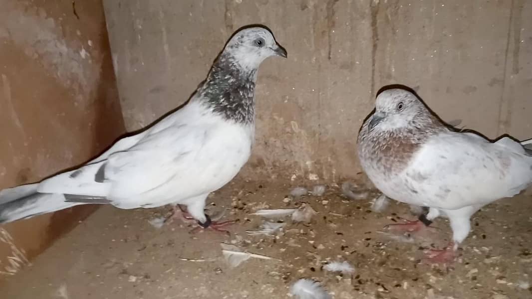pigeon 1