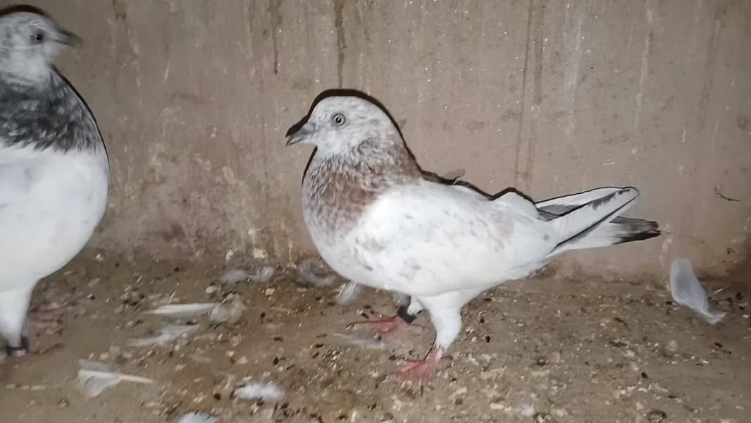 pigeon 3