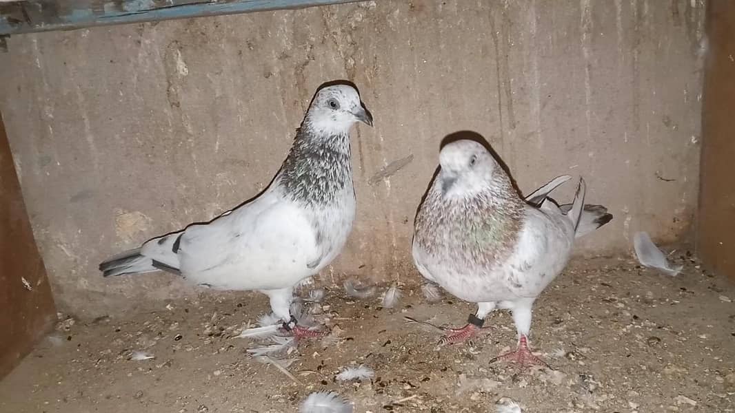 pigeon 4