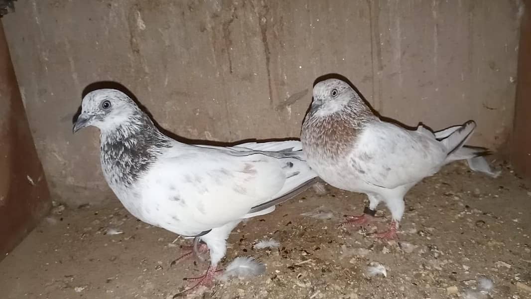 pigeon 5