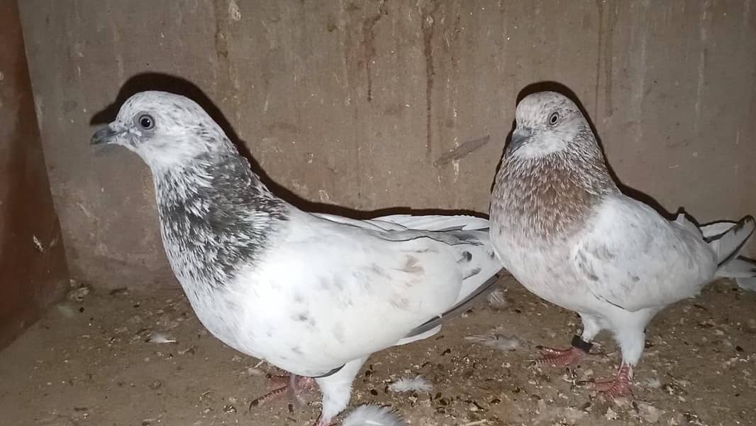 pigeon 7