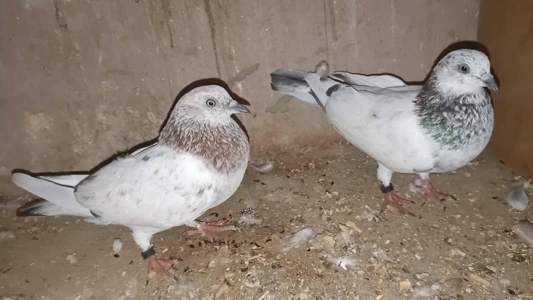 pigeon 8