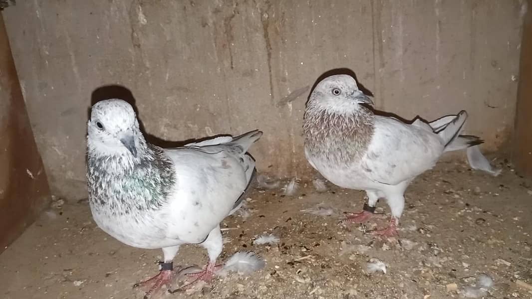 pigeon 9
