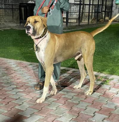 Bull dog for stud only (Cross)