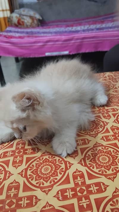5 cats for sale