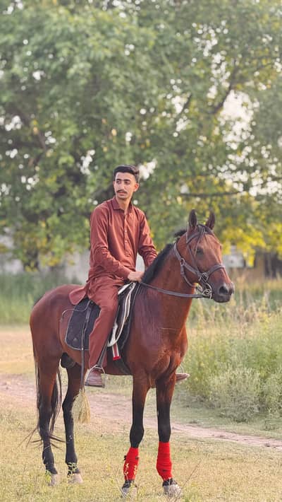Premium Qamait Horse – 60+ Height | Active & Friendly