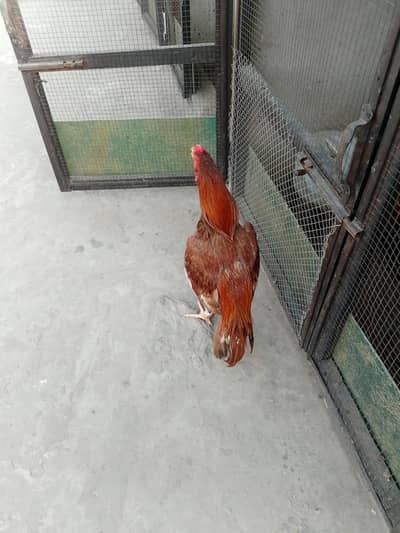high quality 2 males available pila or lakha mushka