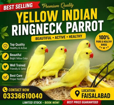Yellow Parrot For Sale 03336610040