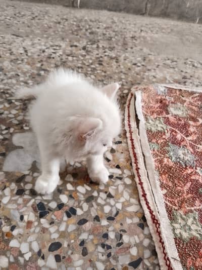 Persion cat triple coat age 40 days for sale location Layyah city pri