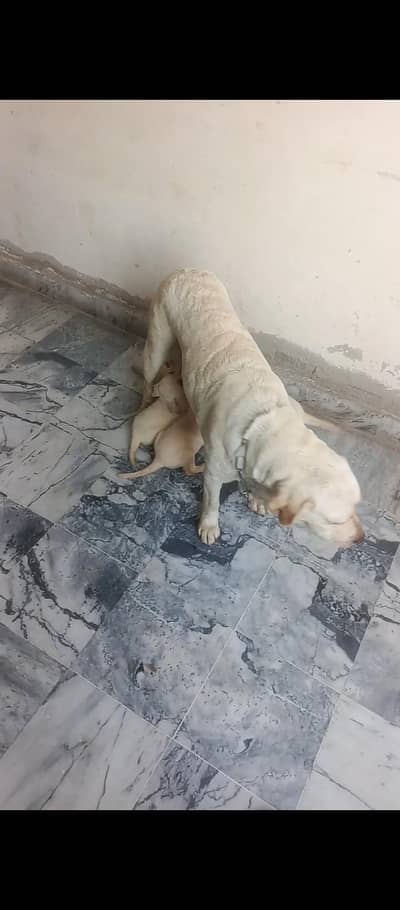 quality Labrador puppies