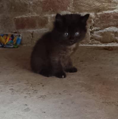 Persian kittens for sale