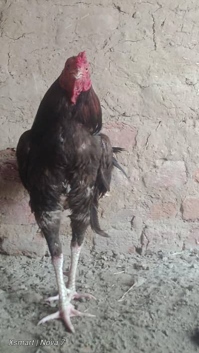 Aseel bridger mianwali Sindhi cross