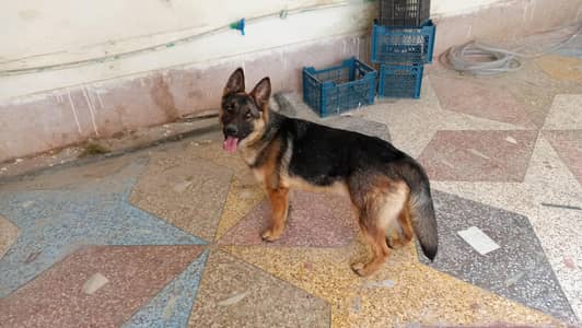 dog for sale