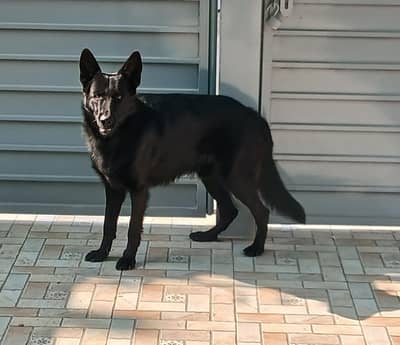 black German Shepherd male |double coat |Gsd pair | dog for sale