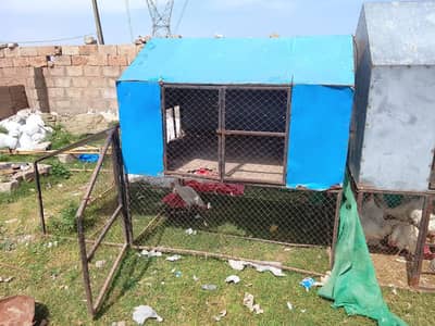 Hen Cage For Sale