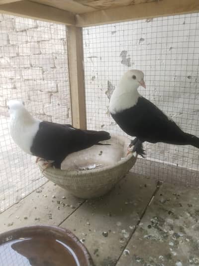Black Karblai Pair
