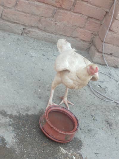 Heera aseel