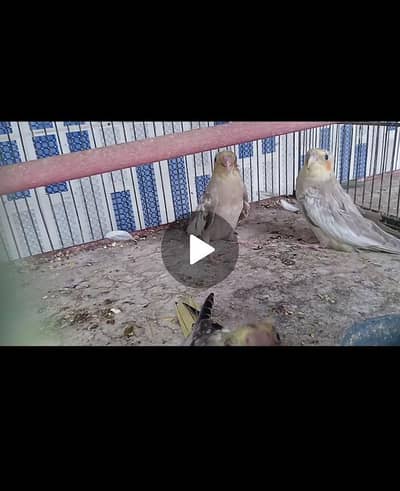cocktail chicks