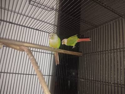 pineapple conure pair