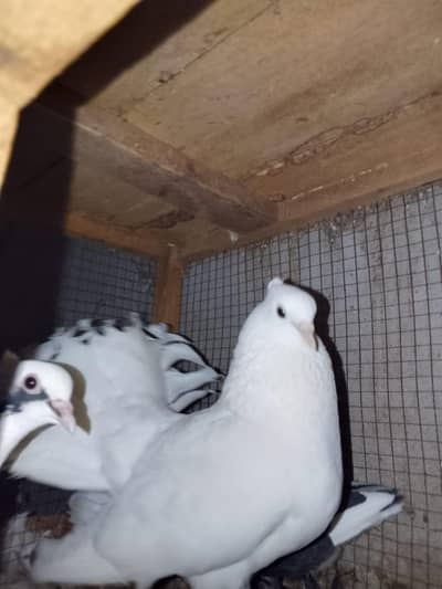 pigeon