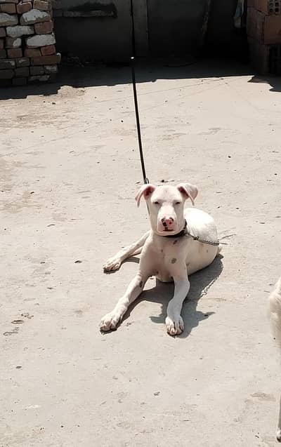 Quality pure khohati Gultair male for sale.