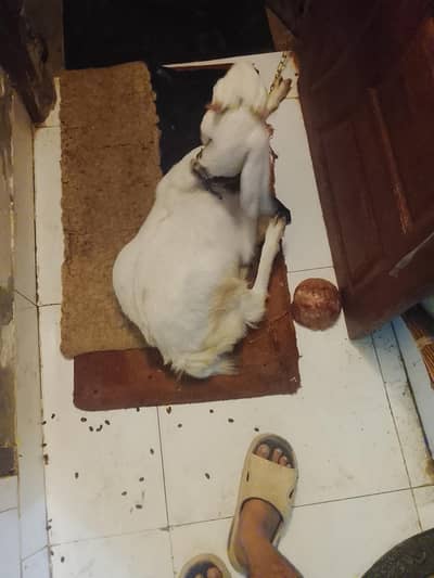 gulabi bakri