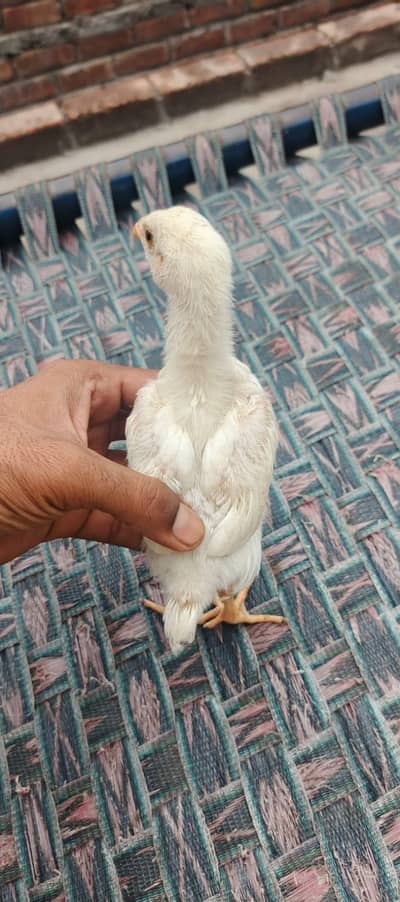 king shamo / high quality/ aseel shamo /white shamo /