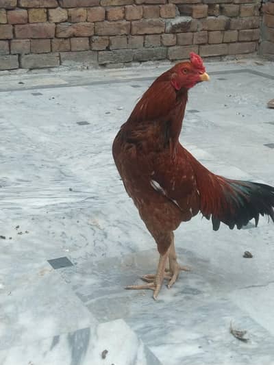 Aseel male age 15 months