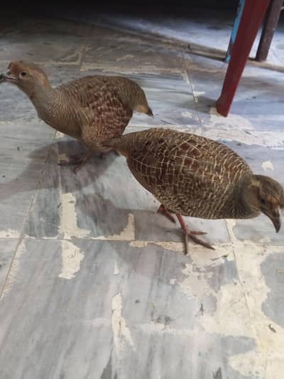 Top quality teetar pair for sale