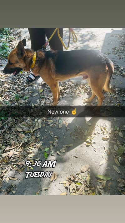 Dog German