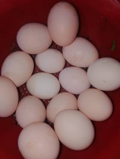 Aseel and Desi eggs