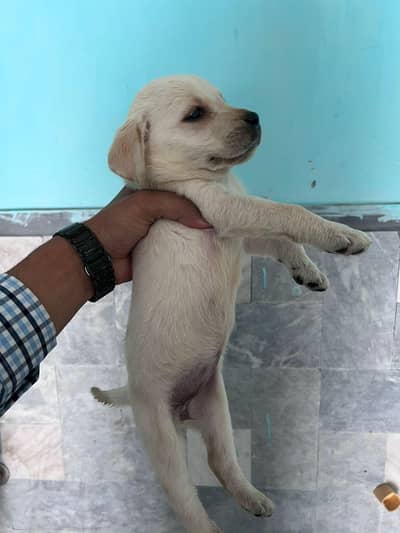 Labrador Female Puppies