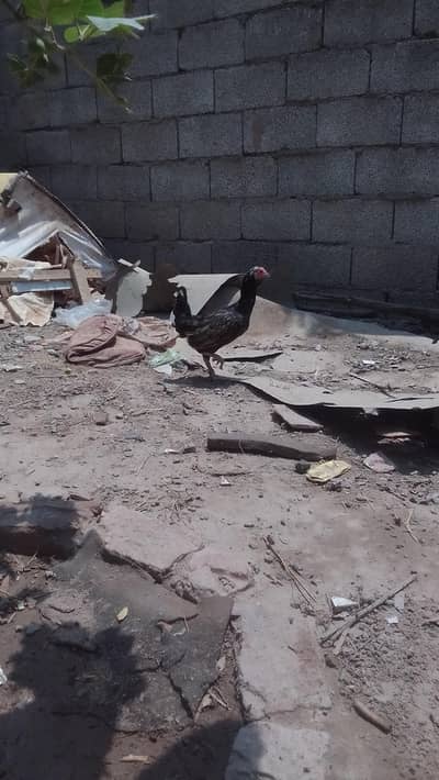 aseel mix hen for sale
