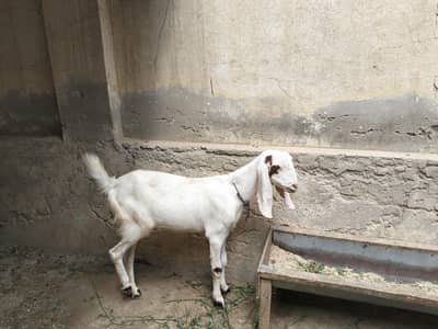 فروخت کے لیے 3 جانور ایک ساتھ دستیاب