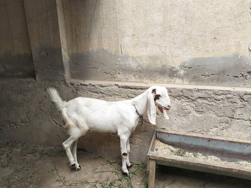 فروخت کے لیے 3 جانور ایک ساتھ دستیاب 0