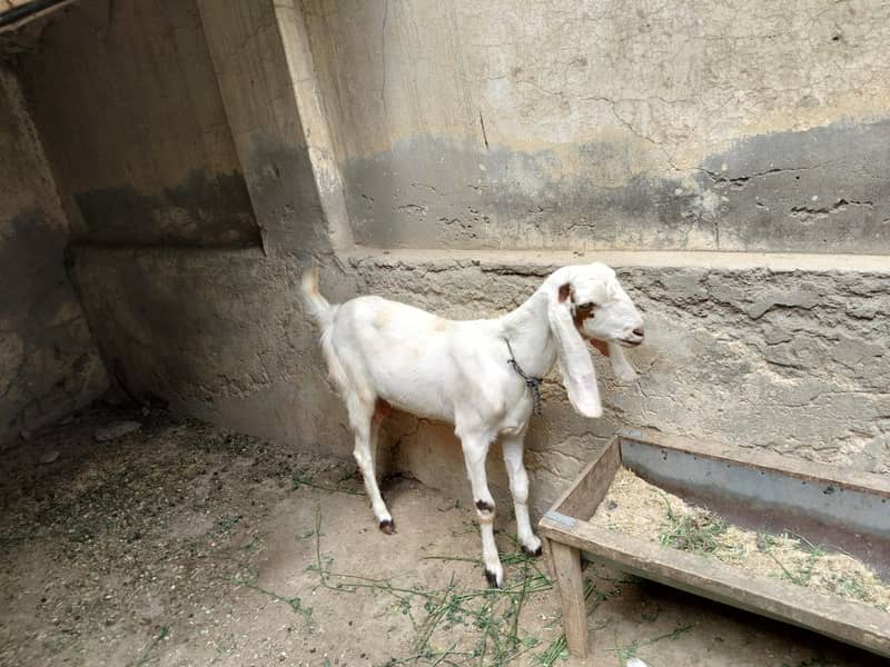 فروخت کے لیے 3 جانور ایک ساتھ دستیاب 1