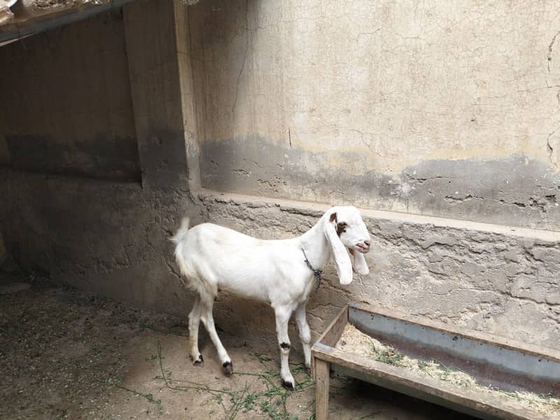 فروخت کے لیے 3 جانور ایک ساتھ دستیاب 2
