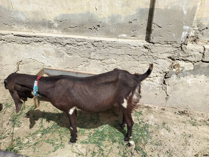 فروخت کے لیے 3 جانور ایک ساتھ دستیاب 4
