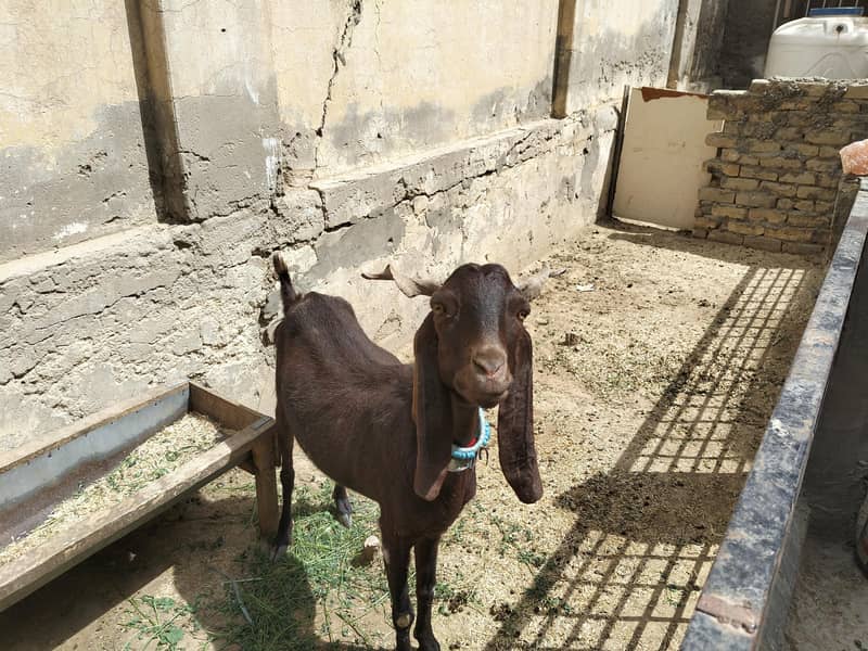 فروخت کے لیے 3 جانور ایک ساتھ دستیاب 8