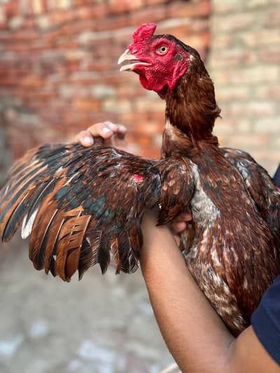 Quality Mianwali Aseel Bird Fore Sale