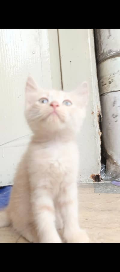 Cute and lovely kittens for sale 