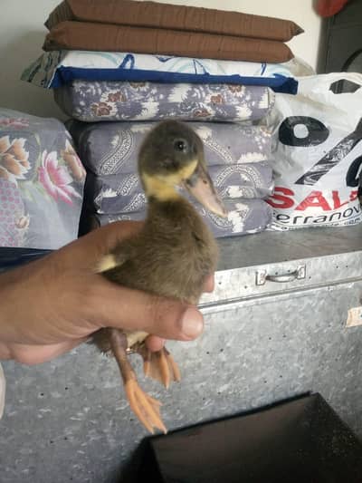 desi ducks pair for sale healthy and active