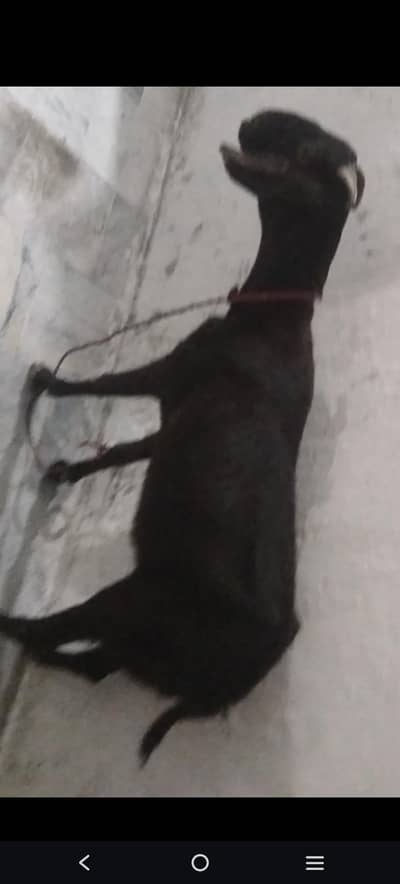 Bakri for sale Goat Doodh wali bakri 2 dant bakri