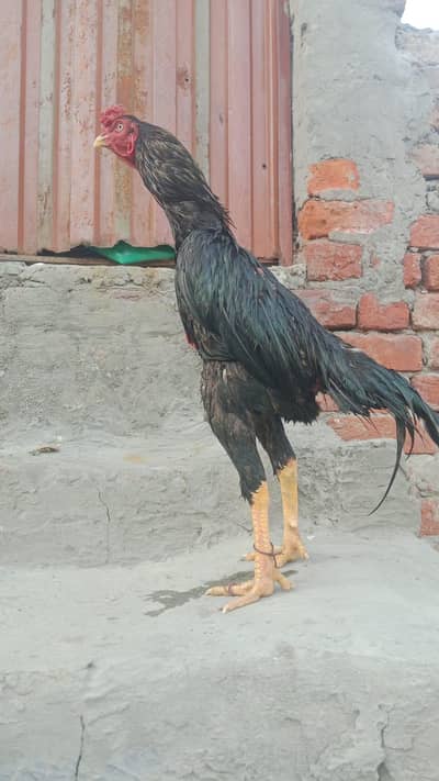 asel murga