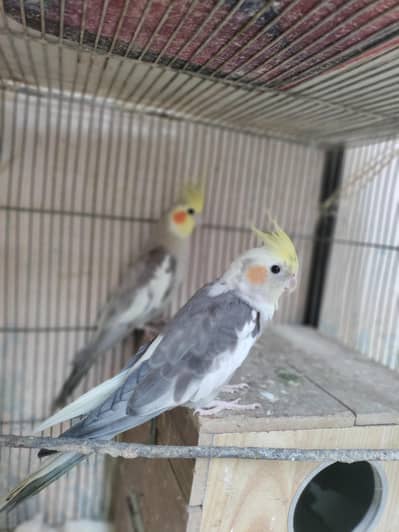 Cockatiel Parrots