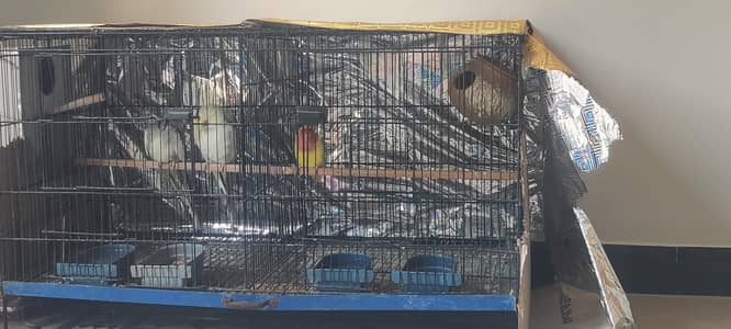 cocktail nd love birds pairs with cage/Triple coat Persian cat