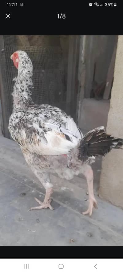 ghar ki pali hui murgiya